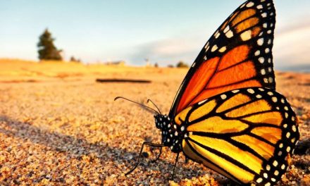 Migraciones: el vuelo de la mariposa monarca