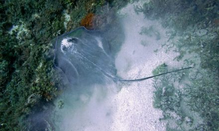 Santuario en el Golfo de México para rescatar la mantarraya