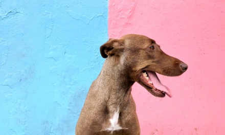 El mexicano que conquista Instagram con fotos de viajes…¡y perros!