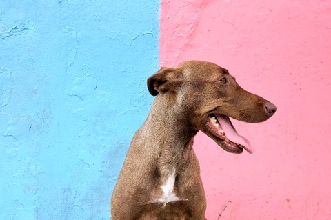 El mexicano que conquista Instagram con fotos de viajes…¡y perros!