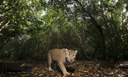 Fotografías mexicanas que protegen la vida salvaje con cada ‘disparo’