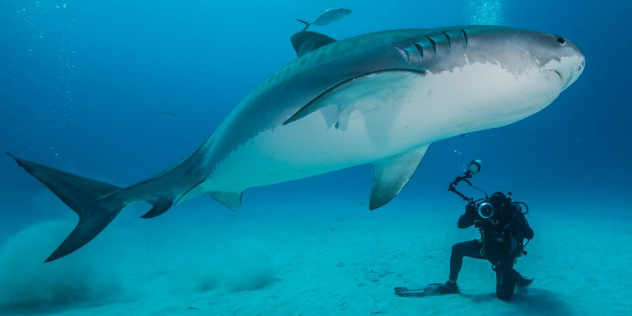 Gerardo del Villar, fotógrafo mexicano entre tiburones