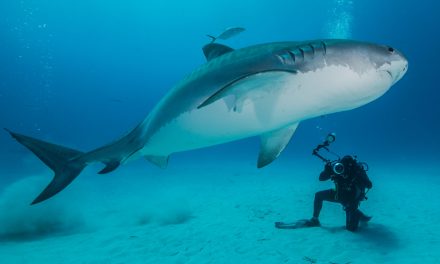 Gerardo del Villar, fotógrafo mexicano entre tiburones