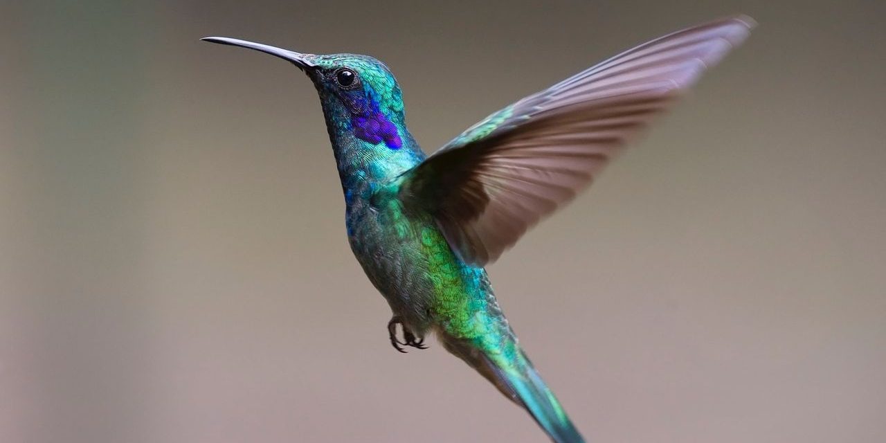 La riqueza de los colibríes mexicanos