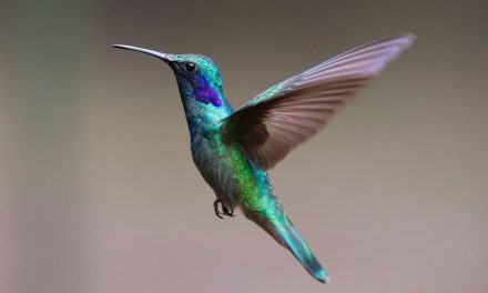 La riqueza de los colibríes mexicanos