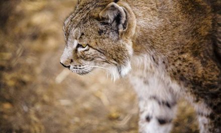 España: especies amenazadas y en peligro de extinción