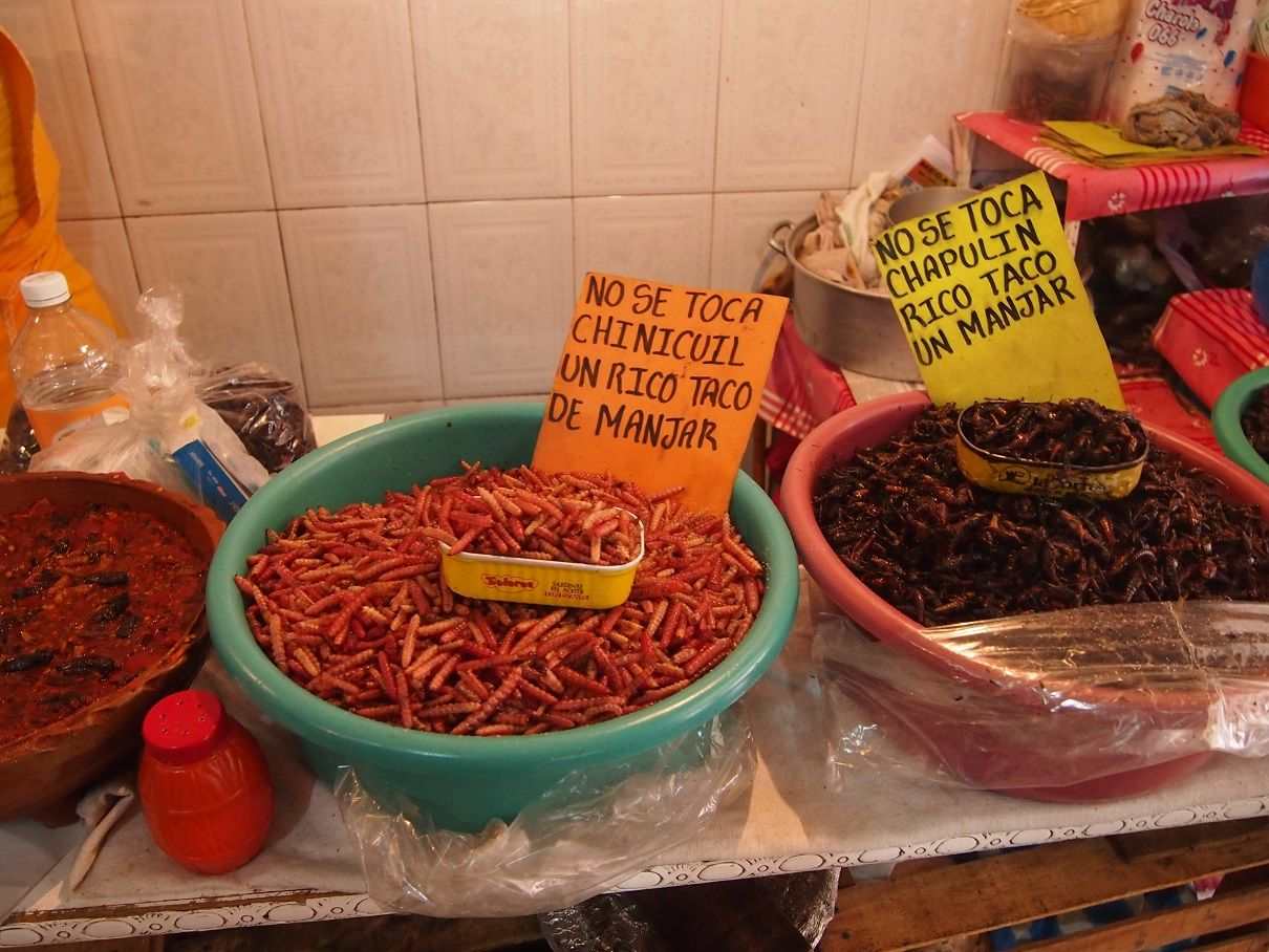 Insectos, un manjar ancestral en México